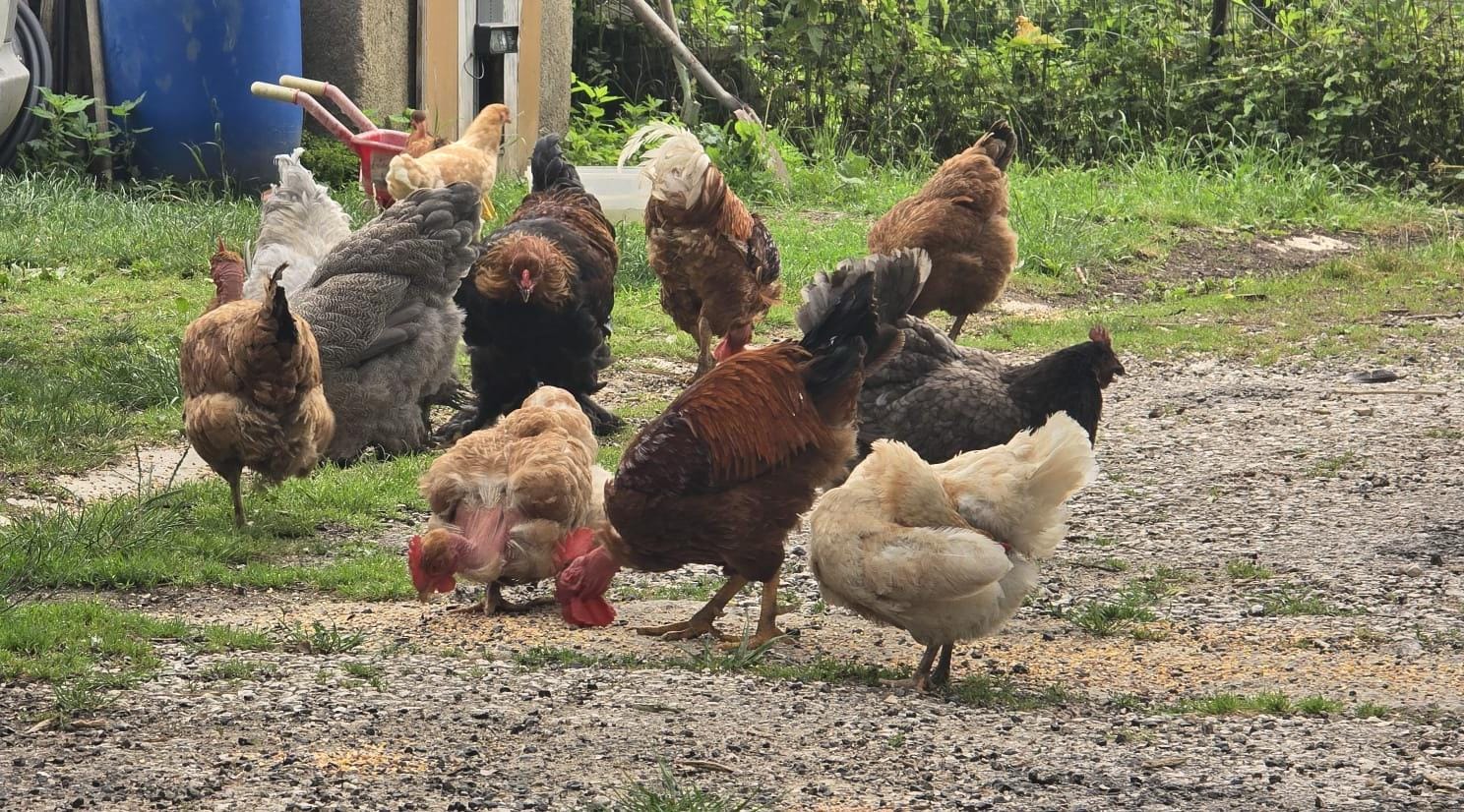 garde basse-cour poules doudy pets Montauban