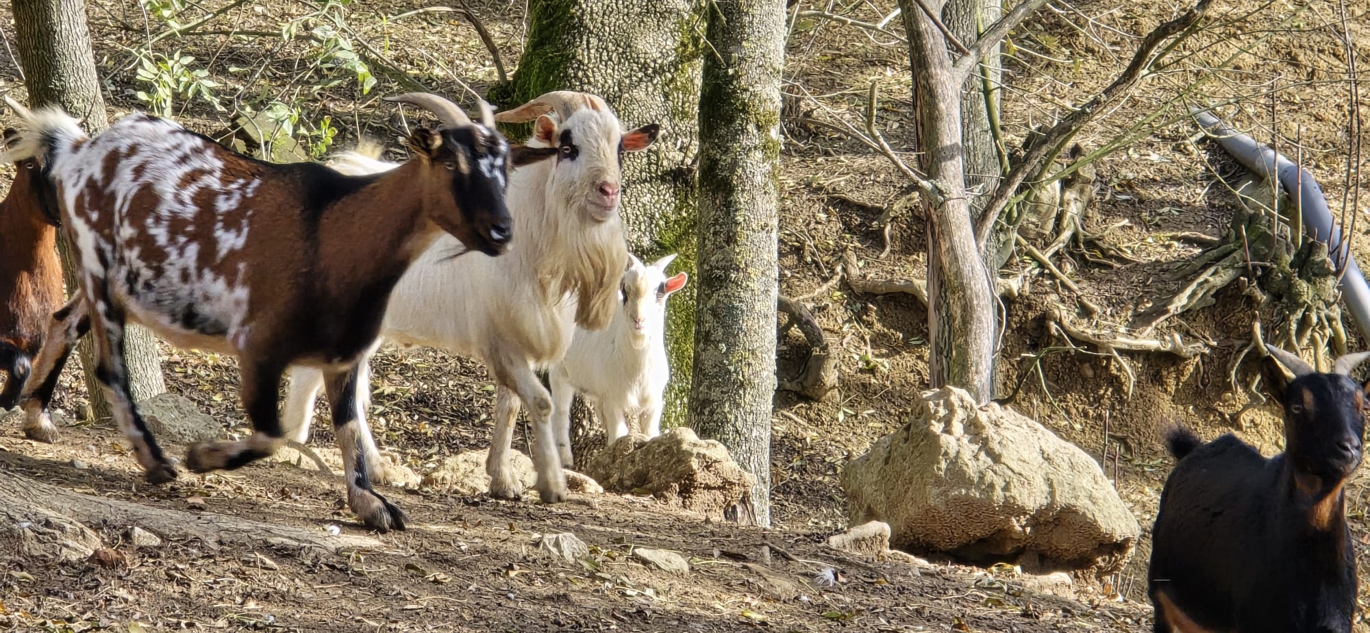 garde chèvre bouc doudy pets Montauban