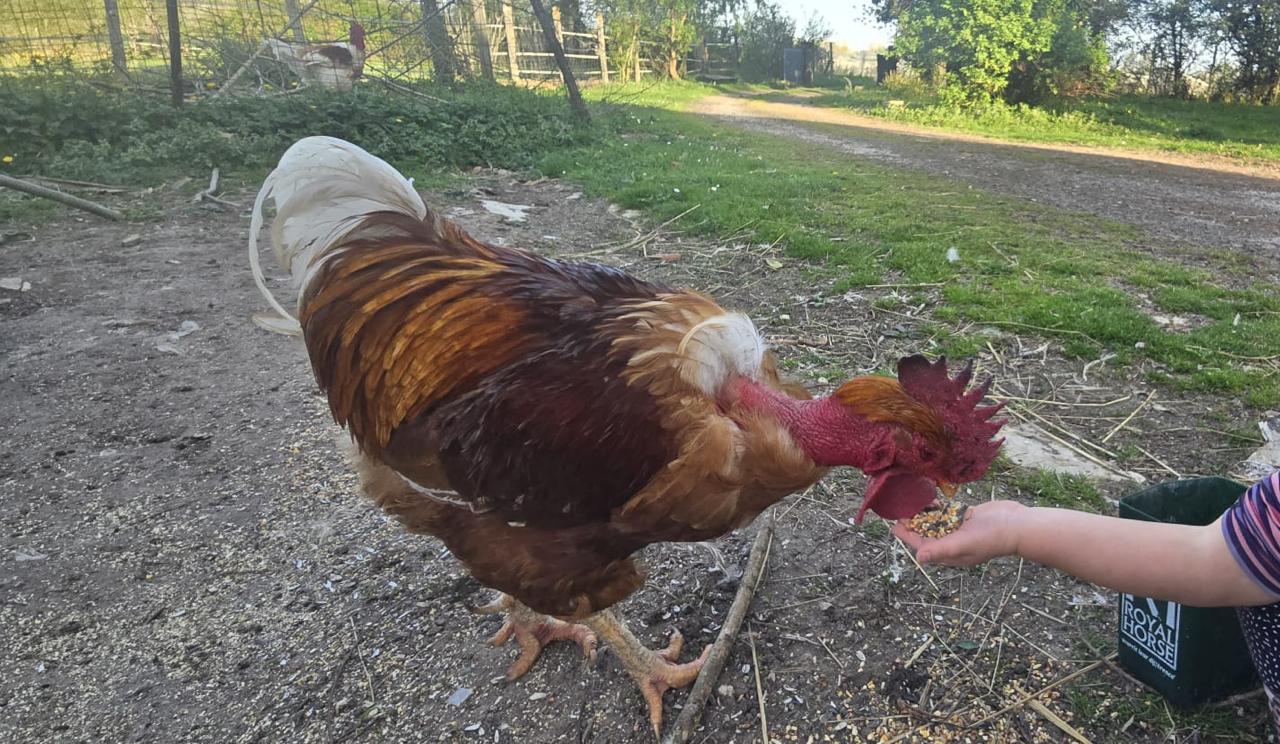 garde coq basse-cour doudy pets Montauban