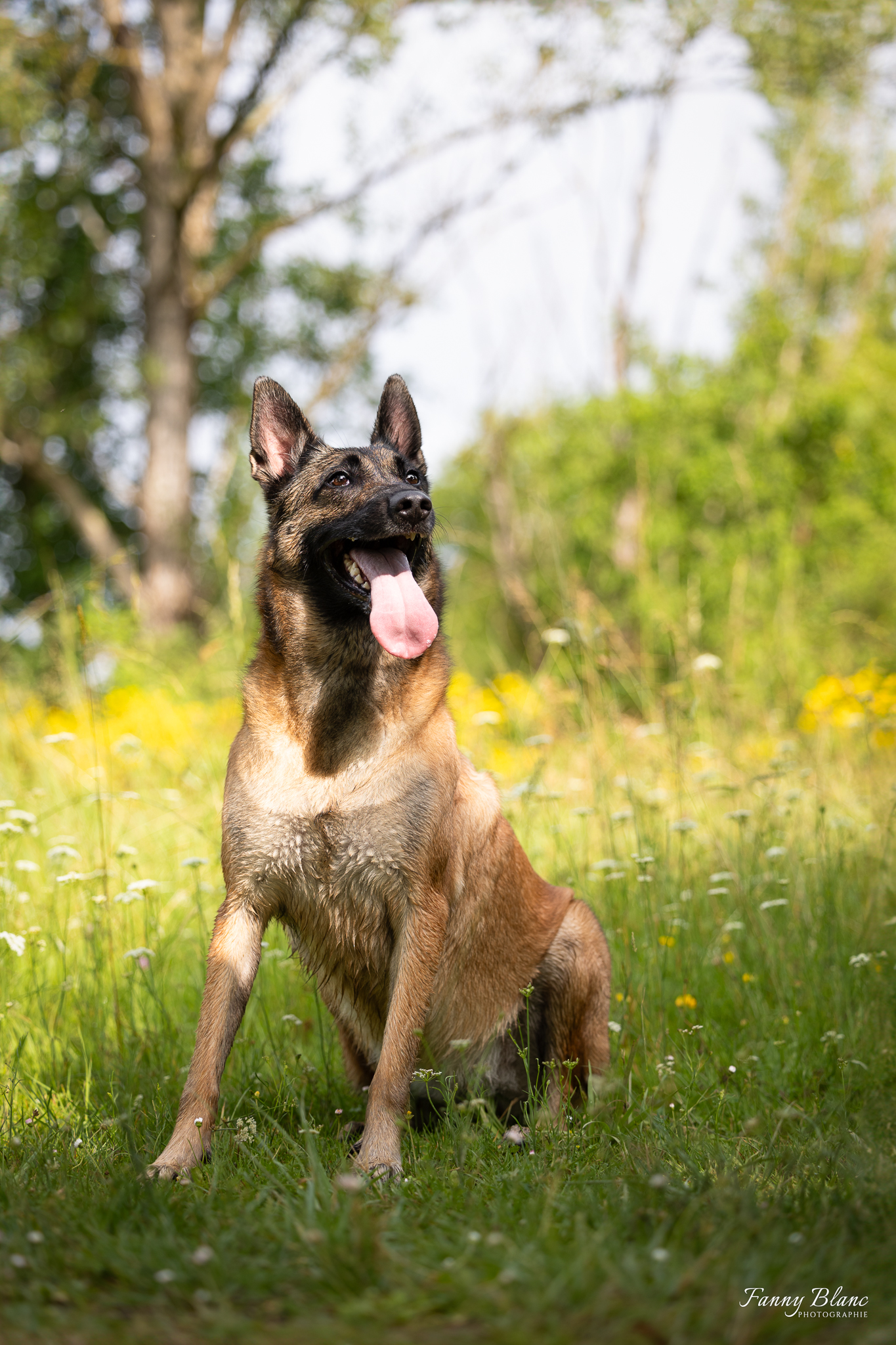 chien doudy pets gardiennage domicile Montauban