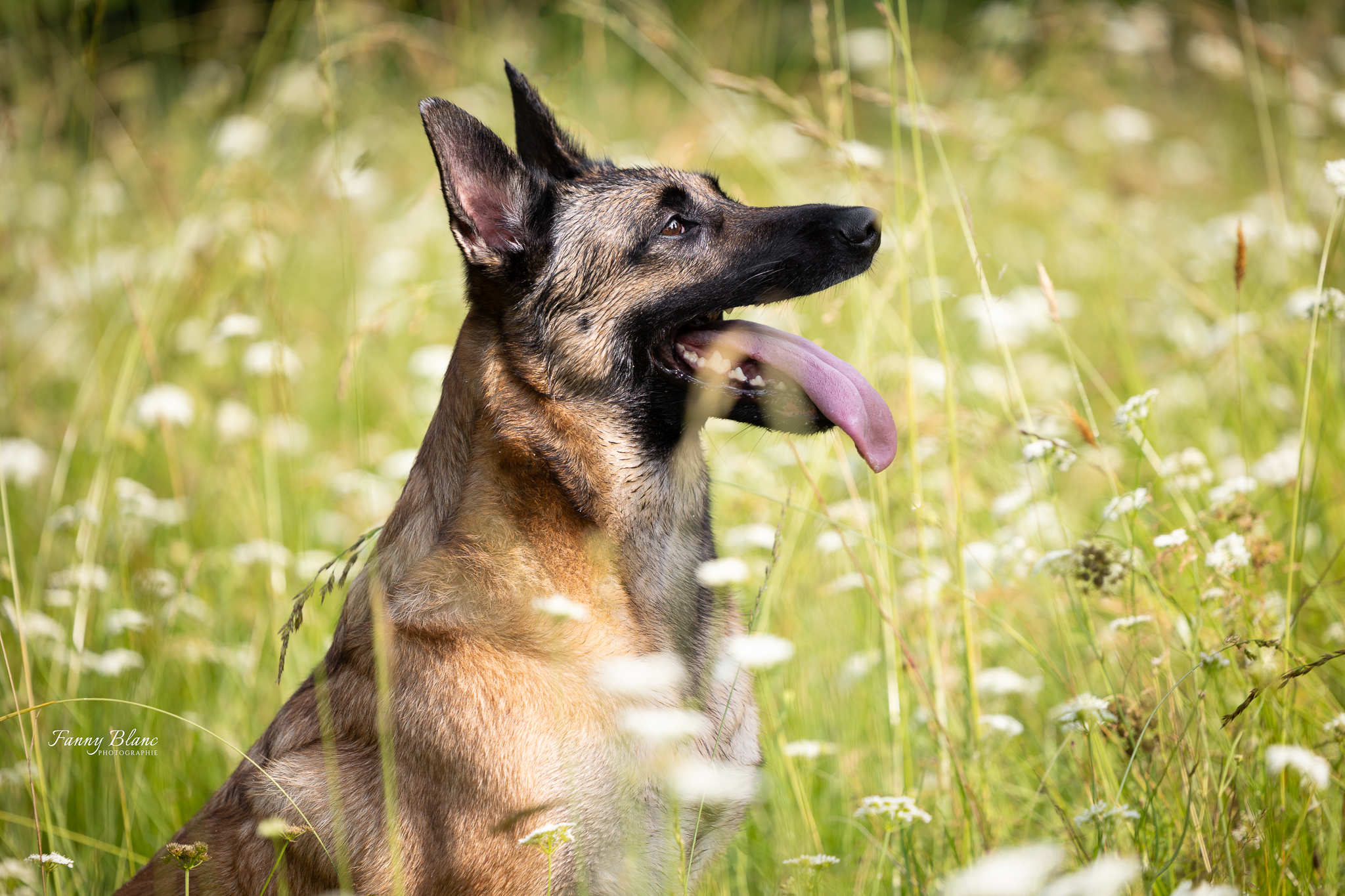 chien malinois doudy pets dog sitter Montauban