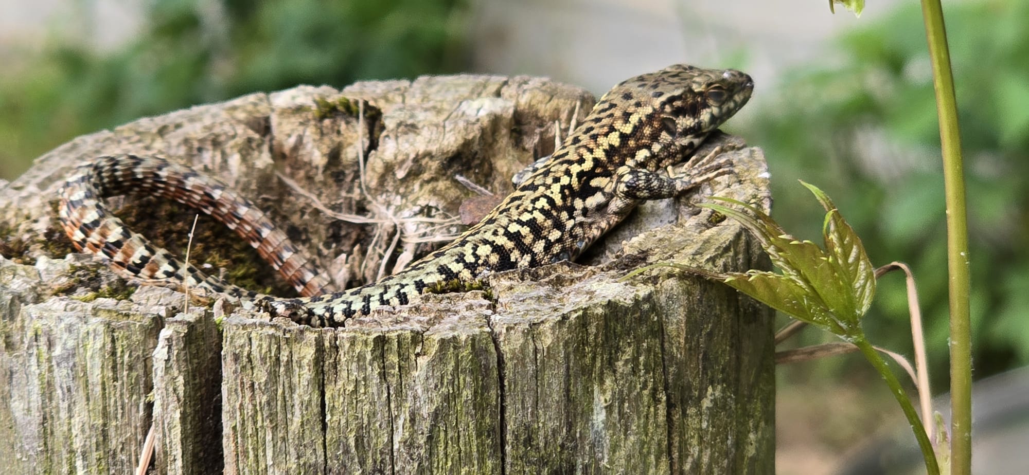 garde NAC lézard doudy pets Montauban
