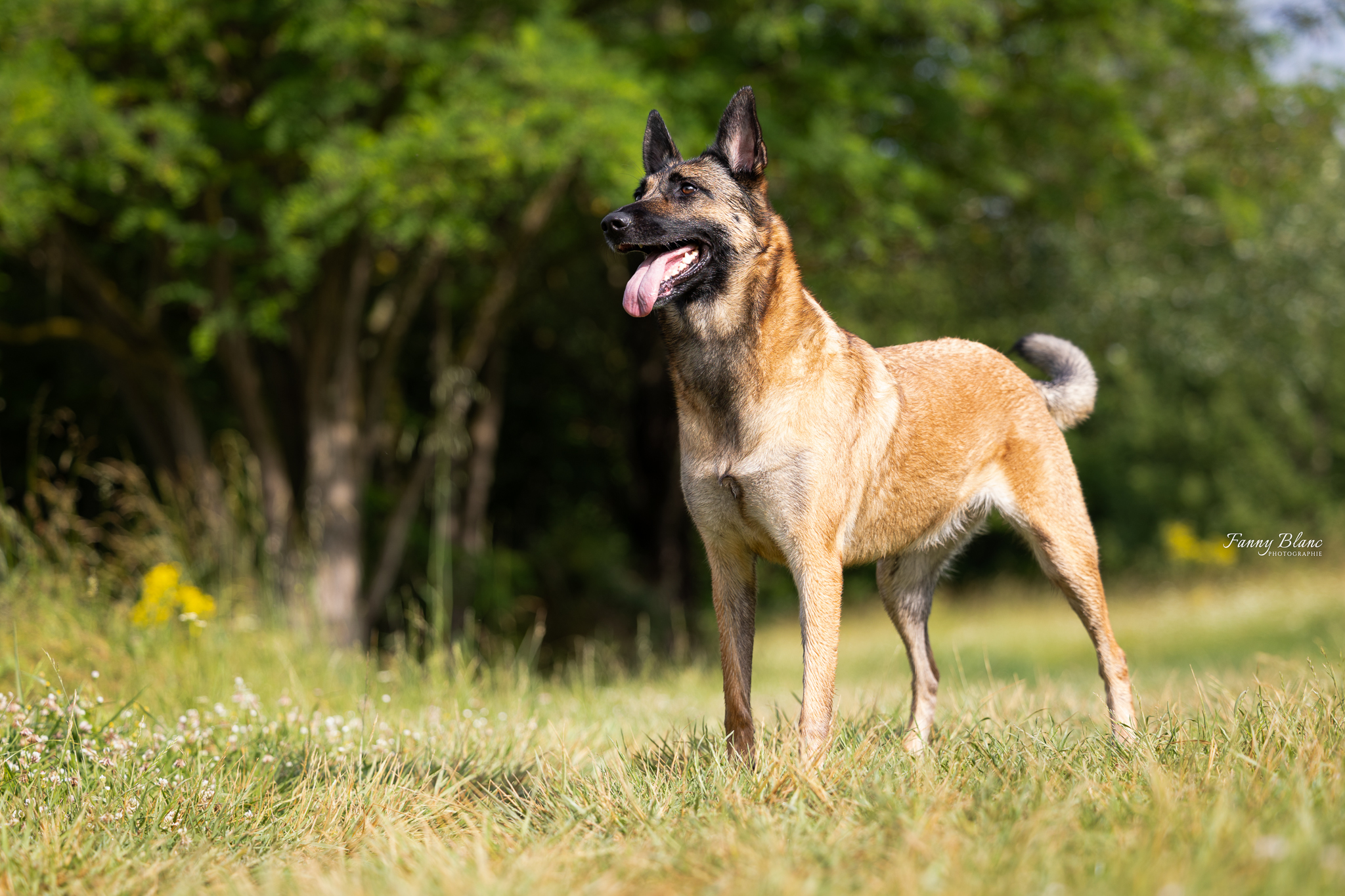 chien malinois balade plein air doudy pets