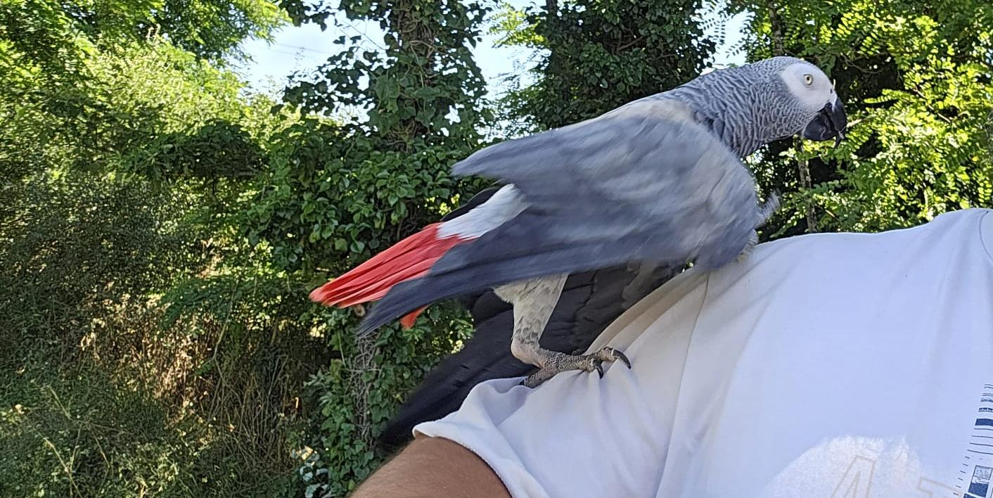 garde perroquet gris du Gabon doudy pets