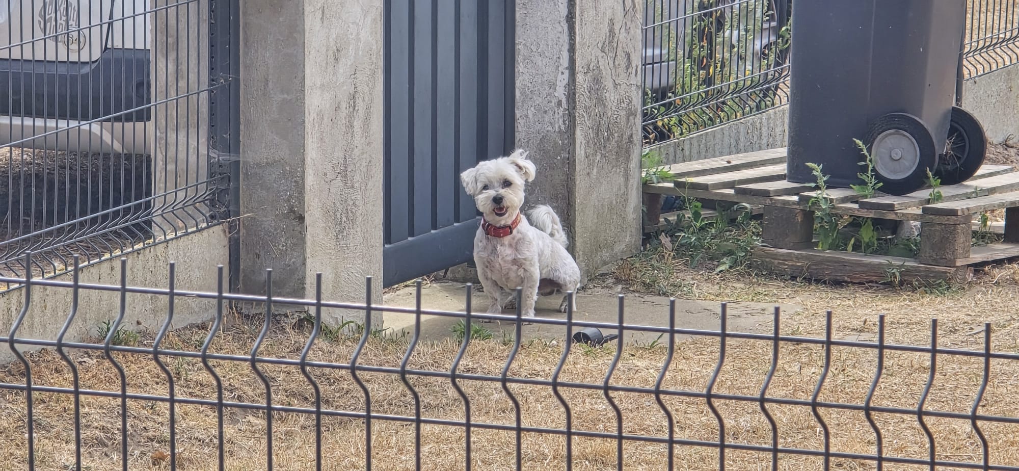 gardiennage petit chien blanc doudy pets