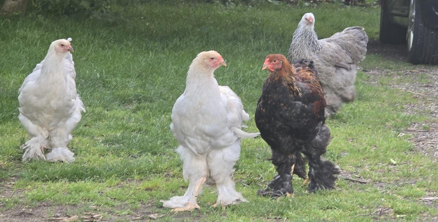 garde poules Brahma cochin doudy pets