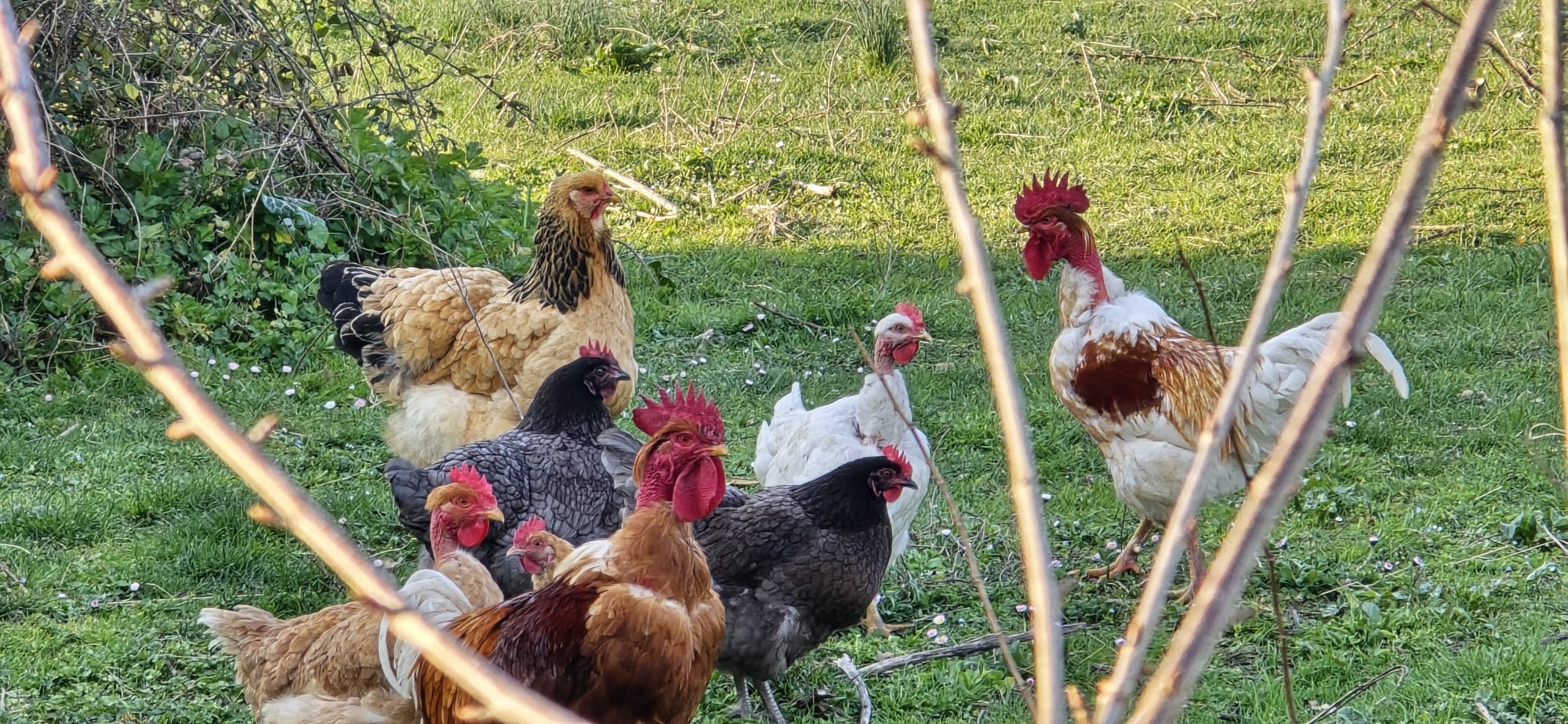 garde poules nourrissage doudy pets Montauban