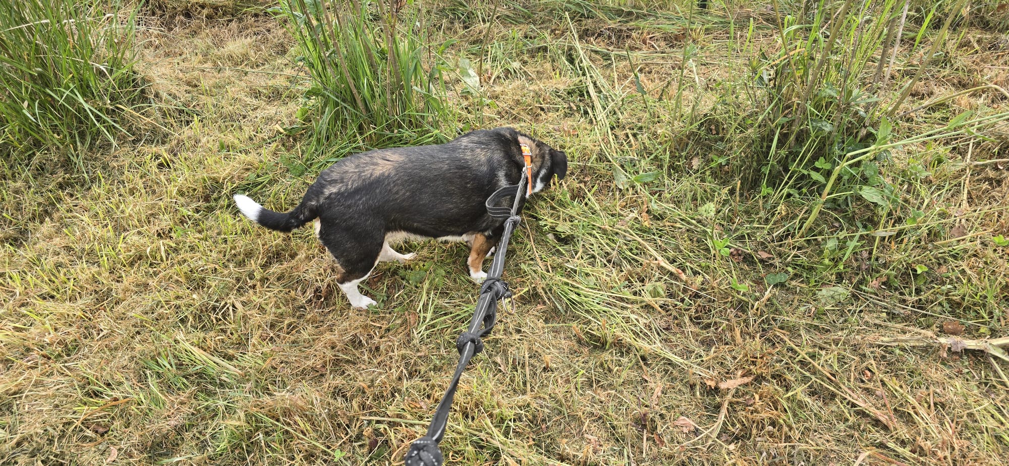 promenade chien doudy pets Montauban